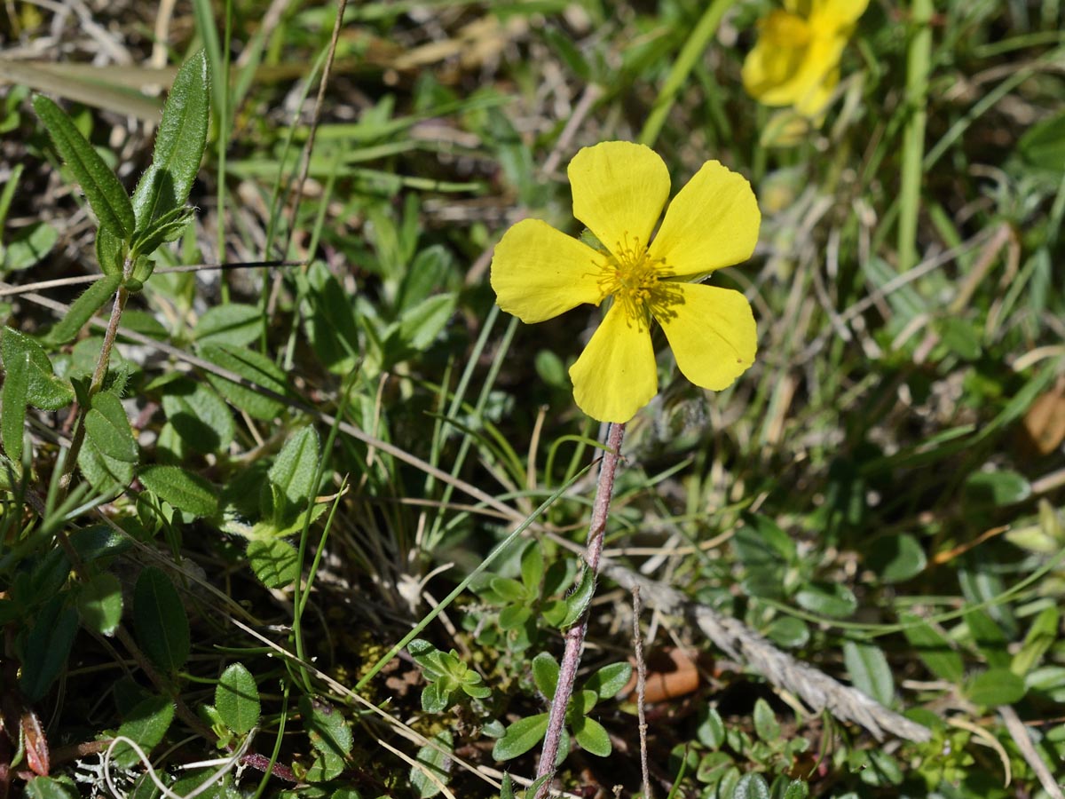 Helianthemum ovatum